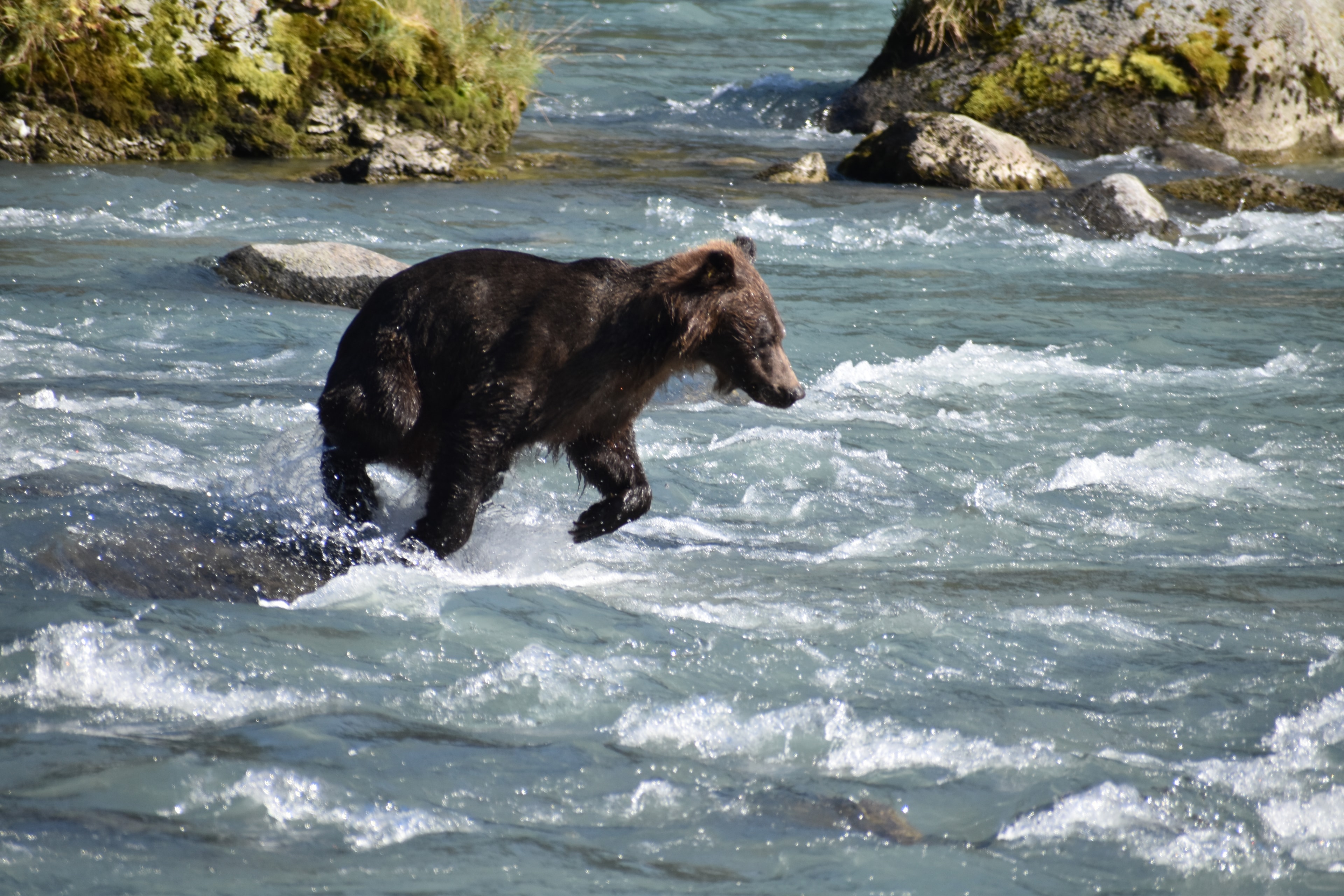 Wildlife & Wild Places